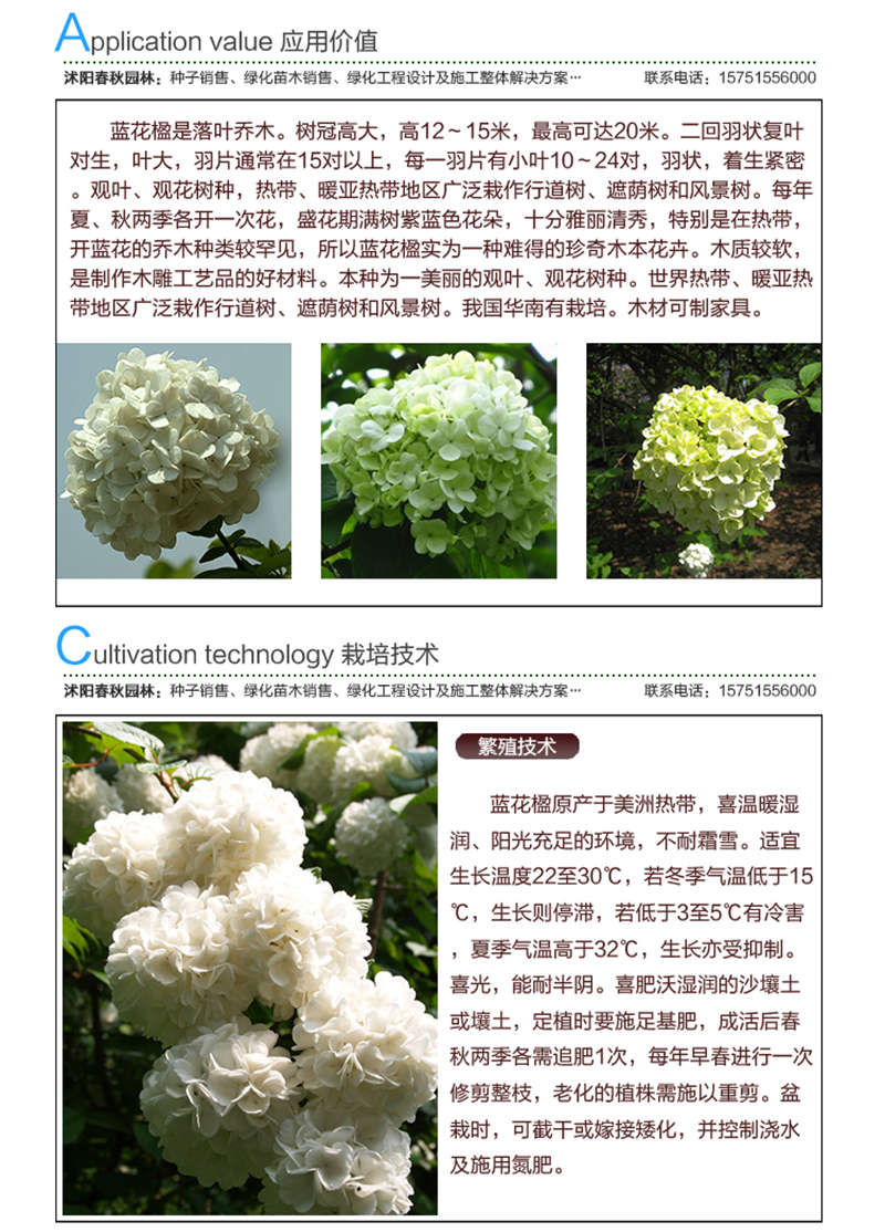 白花繡球種子應(yīng)用價值及種植技術(shù)