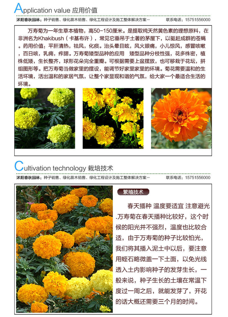 萬壽菊種子應用價值及種植技術