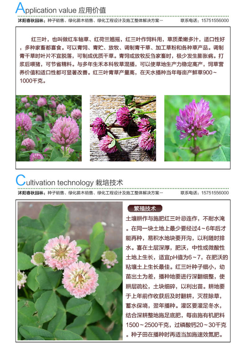 紅三葉種子應(yīng)用價值及種植技術(shù)