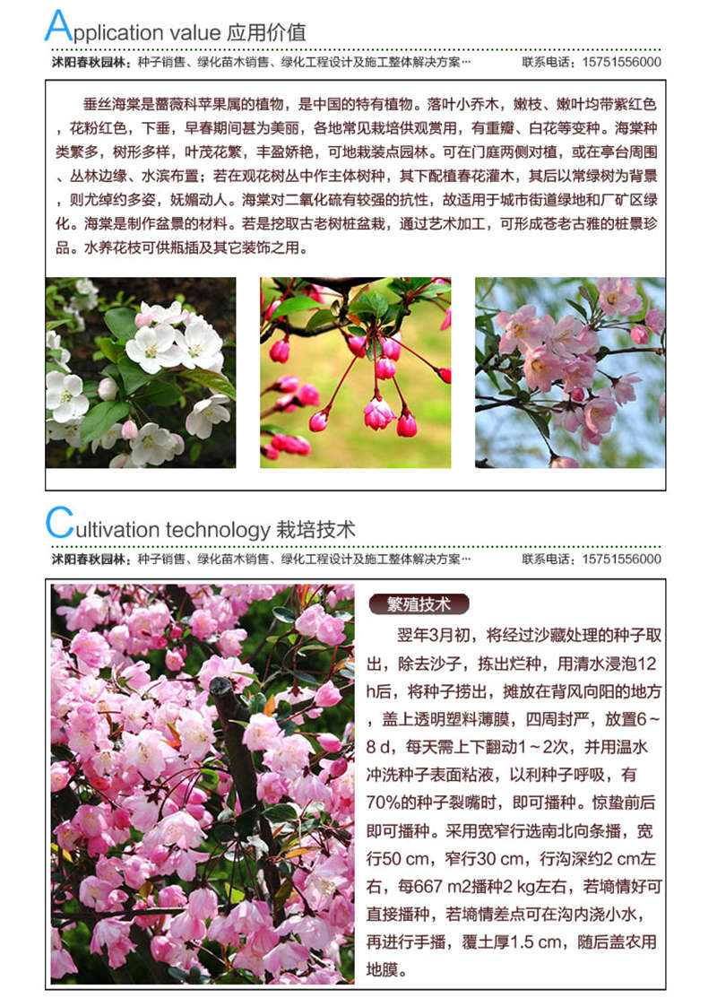 垂絲海棠種子應用價值及種植技術(shù)
