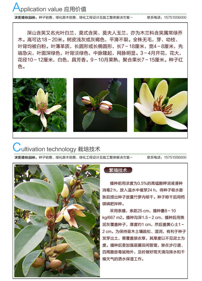 含笑種子應(yīng)用價值及種植技術(shù)