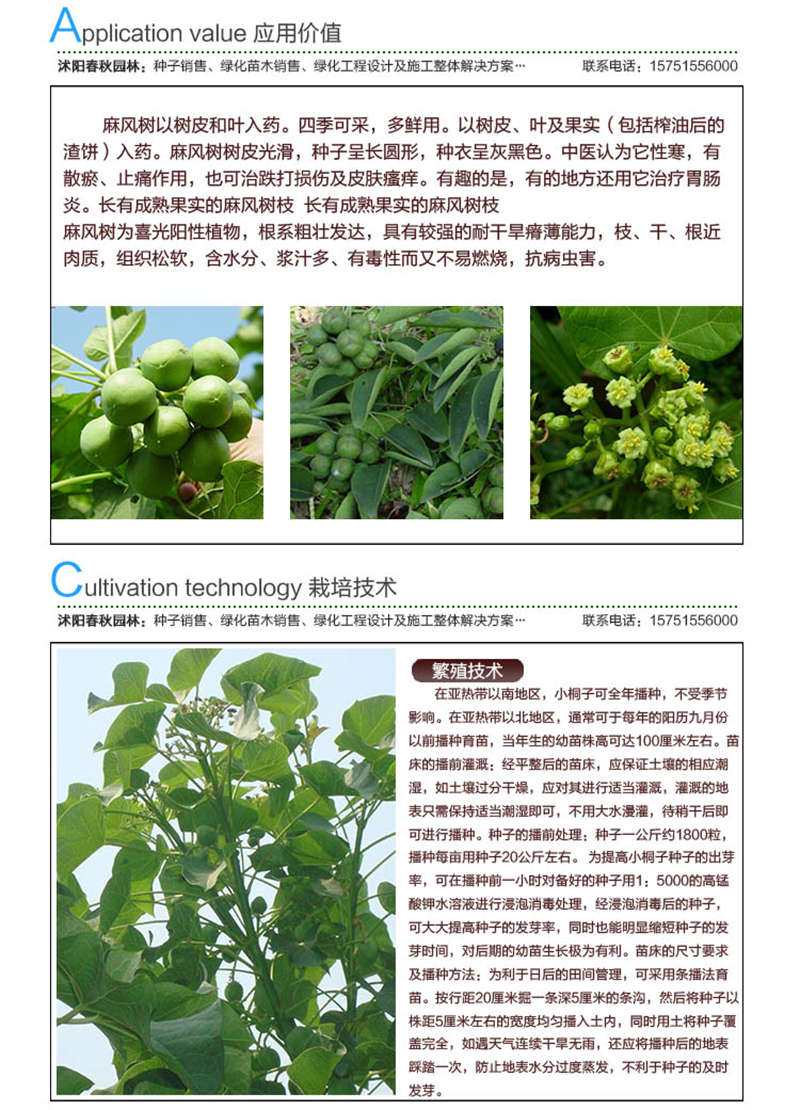 麻瘋樹種子應(yīng)用價(jià)值及種植技術(shù)