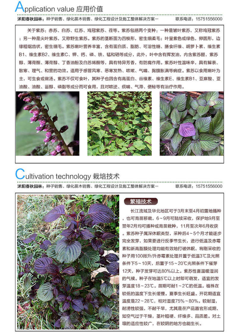 紫蘇種子應(yīng)用價值及種植技術(shù)