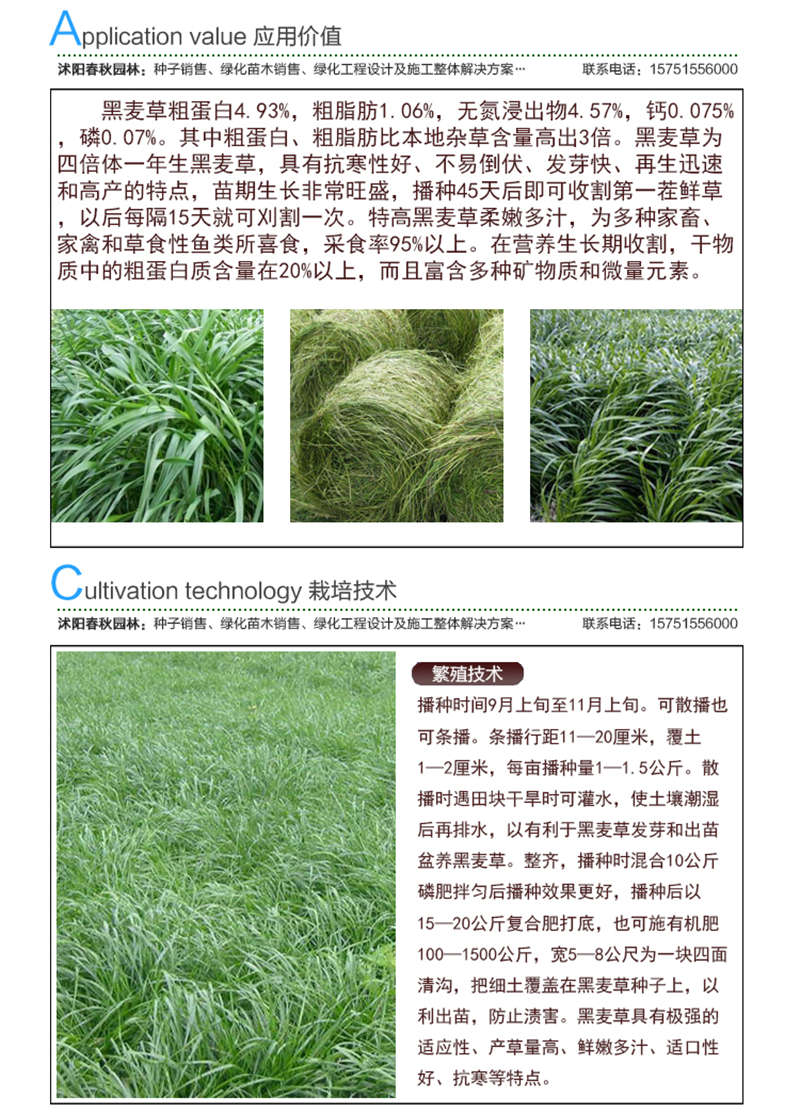 黑麥草(牧草)種子應(yīng)用價值及種植技術(shù)