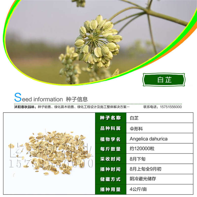 白芷種子基本信息