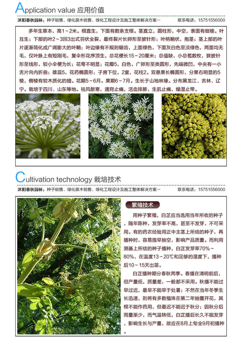 白芷種子應(yīng)用價(jià)值及種植技術(shù)