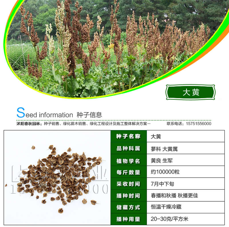 大黃種子基本信息