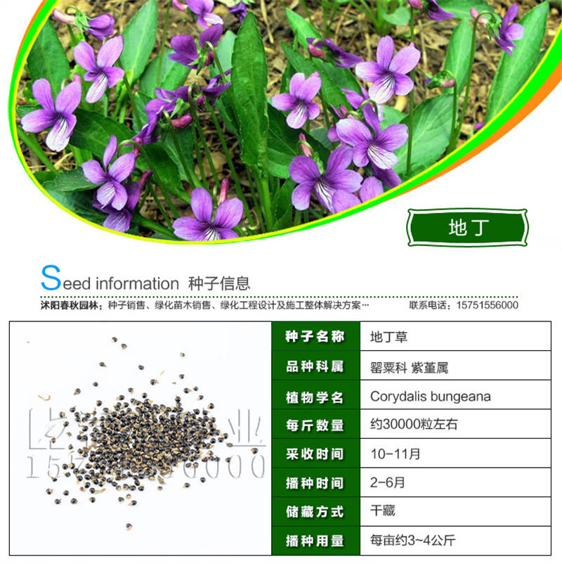 地丁種子基本信息