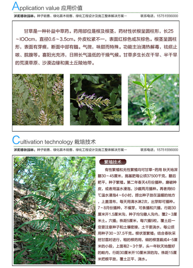 甘草種子應(yīng)用價值及種植技術(shù)