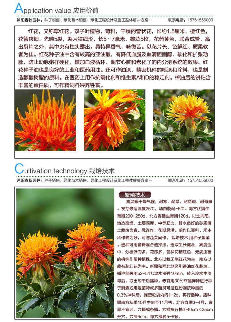 紅花種子應(yīng)用價值及種植技術(shù)