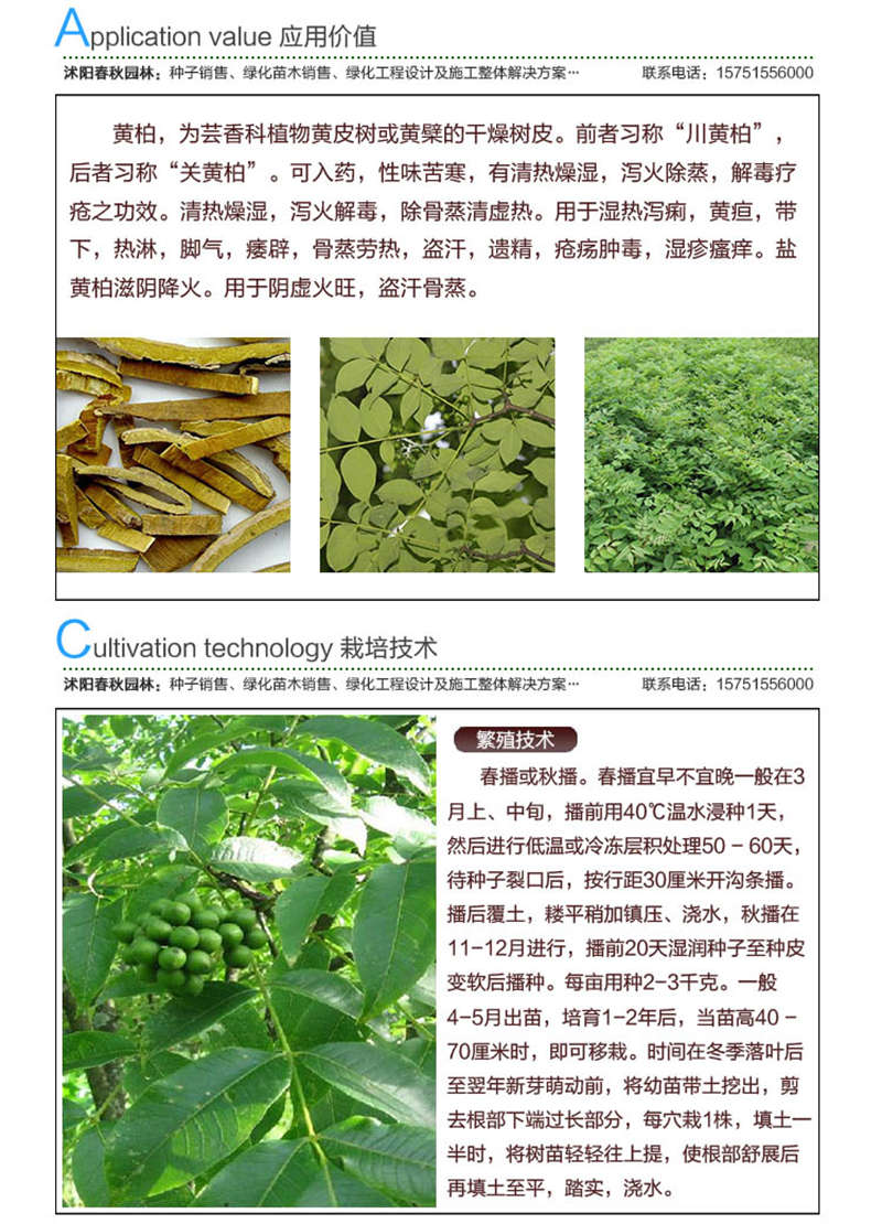 黃柏種子應(yīng)用價(jià)值及種植技術(shù)