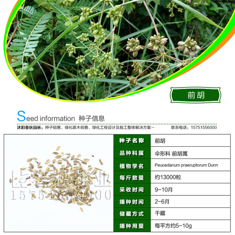 前胡種子基本信息