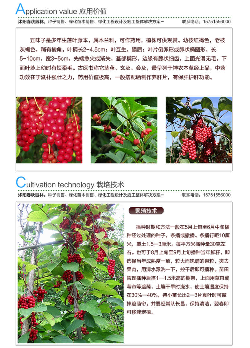 五味子種子應(yīng)用價(jià)值及種植技術(shù)