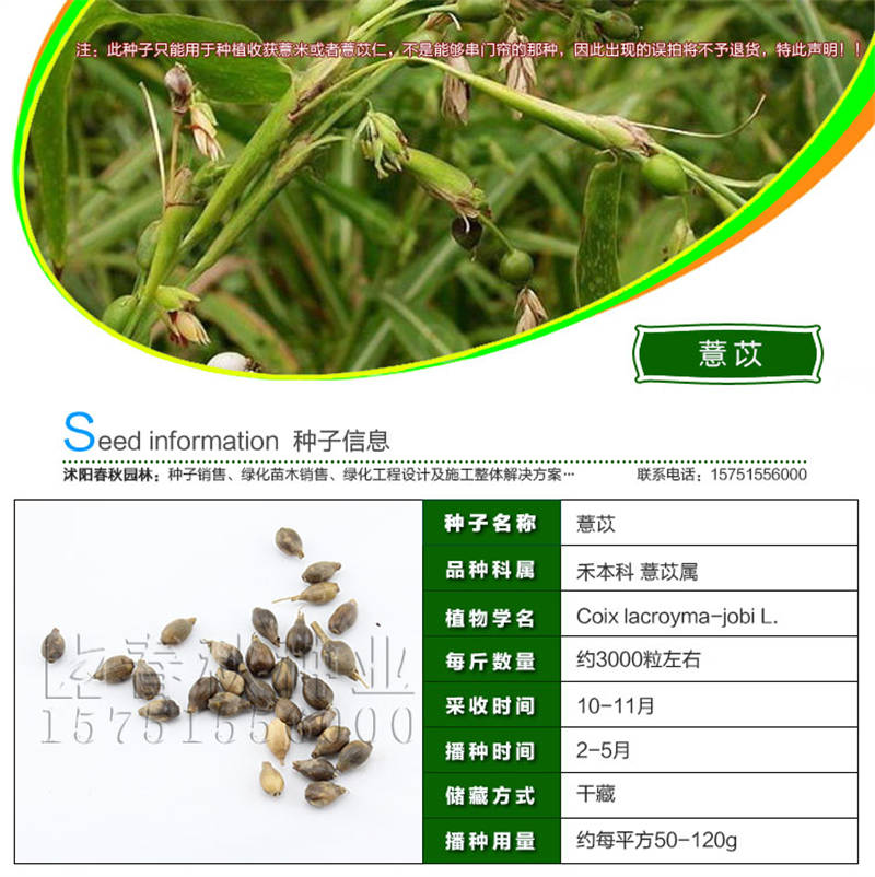 薏米種子基本信息