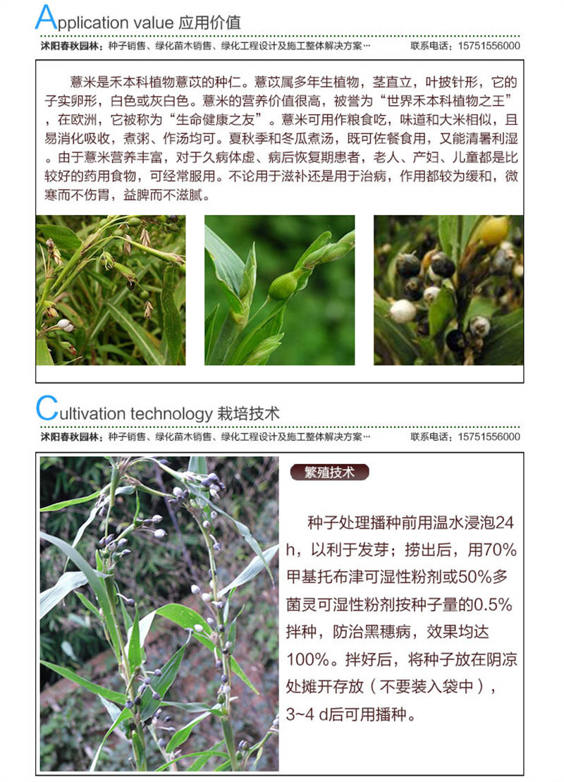 薏米種子應(yīng)用價(jià)值及種植技術(shù)