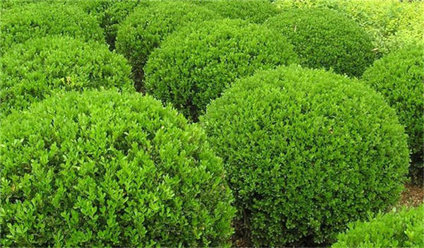 大葉黃楊生長(zhǎng)習(xí)性