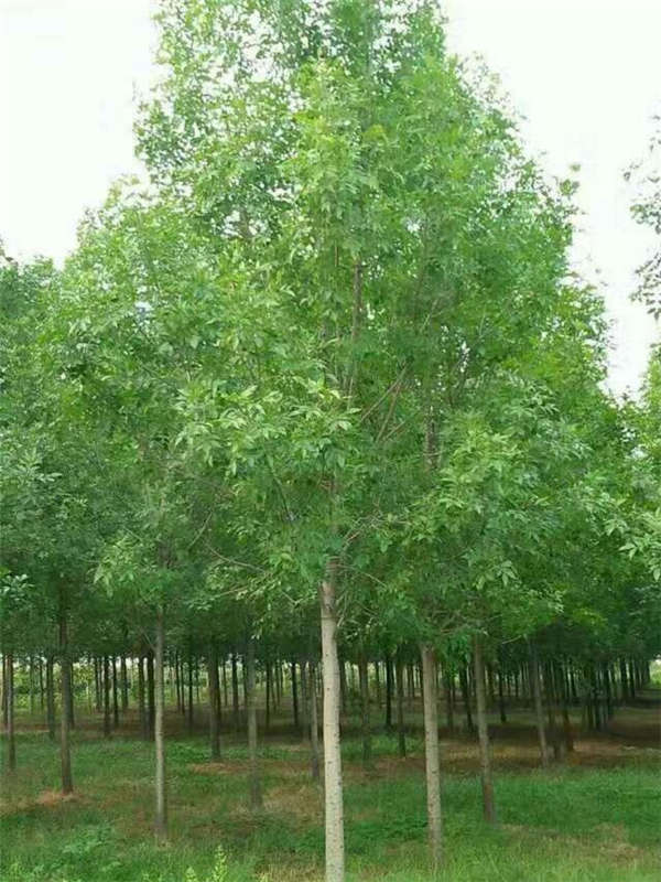 白蠟產(chǎn)地價(jià)格