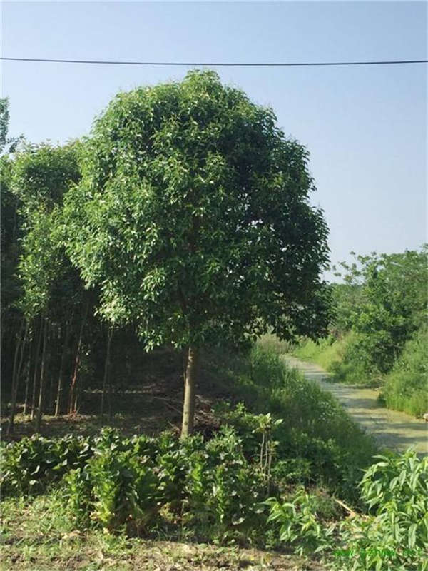 大葉女貞生長(zhǎng)習(xí)性