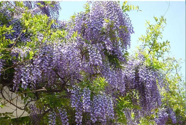 紫藤花產地價格