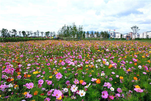 波斯菊